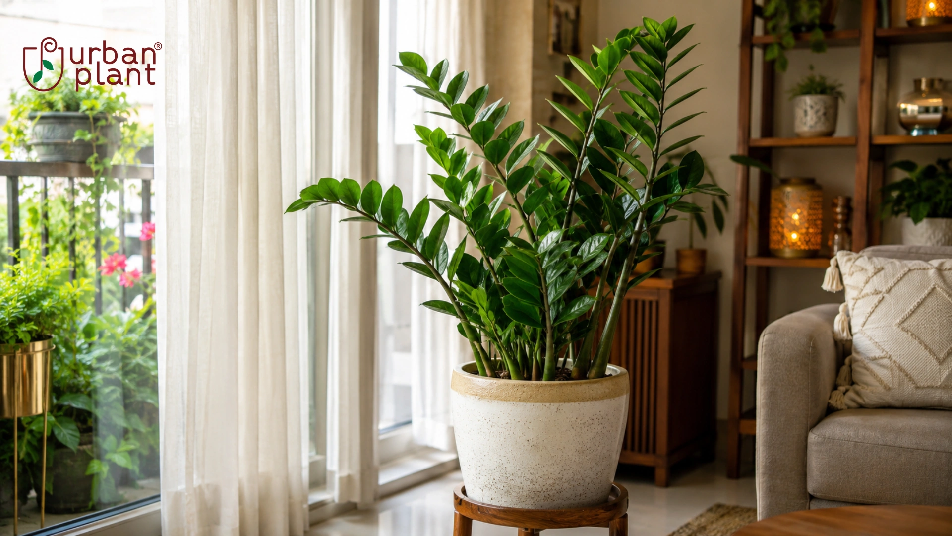 ZZ Plant Care: Choosing the right spot: light and placement